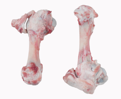 P997 Pork Femur Bone